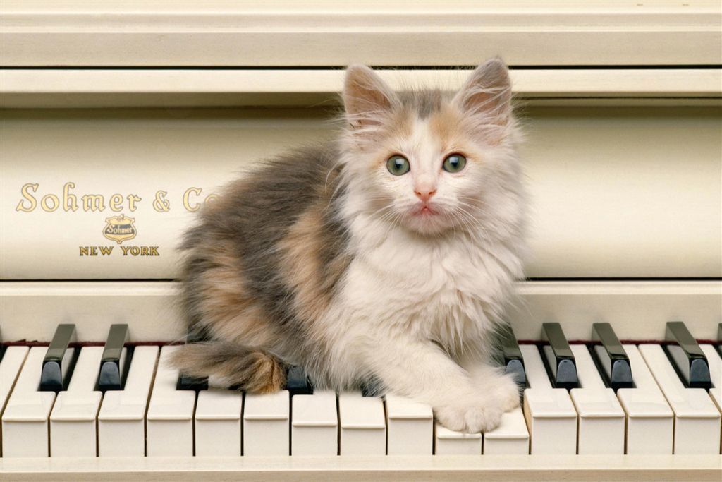 chat photo